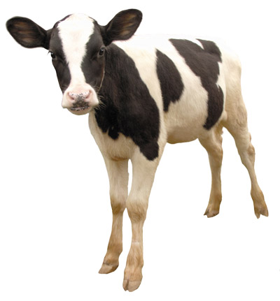 http://vettorg.net/files/image/Bayer5VETTORGMastit.jpg